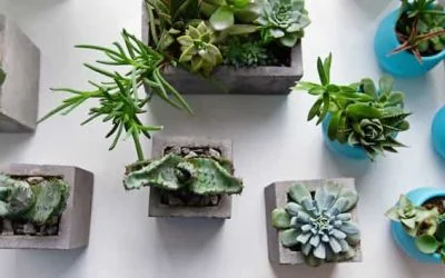 Jakie donice dekoracyjne wybrać?